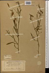 Lathyrus hirsutus L., Caucasus, Georgia (K4) (Georgia)