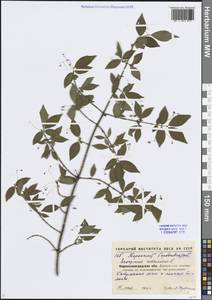 Euonymus verrucosus Scop., Eastern Europe, North Ukrainian region (E11) (Russia)