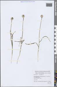 Tulipa sylvestris subsp. australis (Link) Pamp., Eastern Europe, Rostov Oblast (E12a) (Russia)