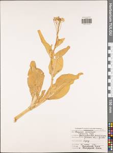 Brassica rapa L., Eastern Europe, Central region (E4) (Russia)