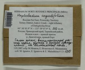 Haplocladium angustifolium (Hampe & Müll. Hal.) Broth., Bryophytes, Bryophytes - Russian Far East (excl. Chukotka & Kamchatka) (B20) (Russia)