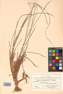 Carex middendorffii F.Schmidt, Siberia, Chukotka & Kamchatka (S7) (Russia)