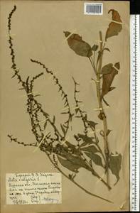 Beta vulgaris L., Eastern Europe, Central forest-and-steppe region (E6) (Russia)