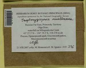 Isopterygiopsis catagonioides (Broth.) Ignatov & Ignatova, Bryophytes, Bryophytes - Russian Far East (excl. Chukotka & Kamchatka) (B20) (Russia)