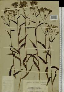 Lactuca sibirica (L.) Benth. ex Maxim., Siberia, Western Siberia (S1) (Russia)