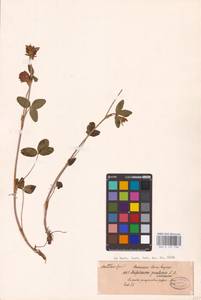 Trifolium pratense L., Eastern Europe, North-Western region (E2) (Russia)