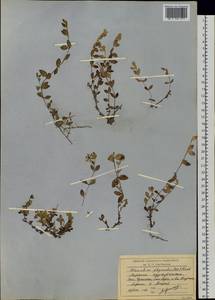 Wilhelmsia physodes (Fisch. ex Ser.) McNeill, Siberia, Chukotka & Kamchatka (S7) (Russia)