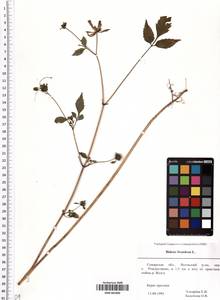 SMR001809, Bidens frondosa L., Eastern Europe, Middle Volga region (E8) (Russia)