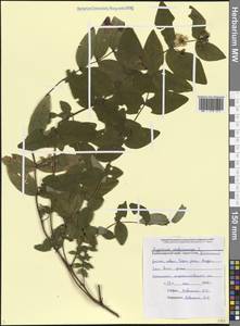 Hypericum androsaemum L., Caucasus, Black Sea Shore (from Novorossiysk to Adler) (K3) (Russia)