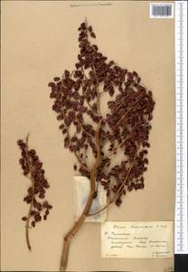 Rheum maximowiczii Losinsk., Middle Asia, Western Tian Shan & Karatau (M3) (Kazakhstan)
