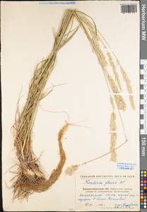 Koeleria glauca (Spreng.) DC., Eastern Europe, North Ukrainian region (E11) (Ukraine)