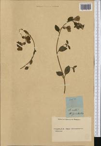 Antirrhinum molle L., Botanic gardens and arboreta (GARD) (Russia)