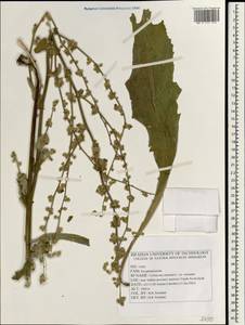 Verbascum sinuatum L., South Asia, South Asia (Asia outside ex-Soviet states and Mongolia) (ASIA) (Iran)