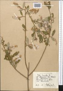 Salix triandra L., Middle Asia, Caspian Ustyurt & Northern Aralia (M8) (Kazakhstan)