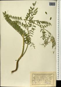 Sophora pachycarpa C.A.Mey., South Asia, South Asia (Asia outside ex-Soviet states and Mongolia) (ASIA) (Afghanistan)