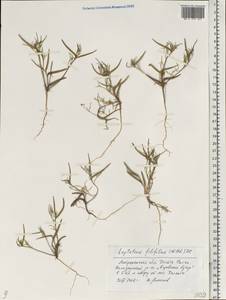 Leptaleum filifolium (Willd.) DC., Eastern Europe, Lower Volga region (E9) (Russia)