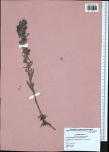 Echium vulgare L., Eastern Europe, Central region (E4) (Russia)