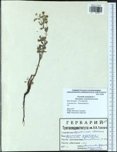 Potentilla heptaphylla L., Eastern Europe, Central region (E4) (Russia)