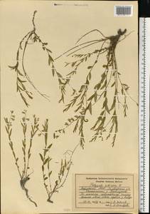 Polygala sibirica L., Eastern Europe, Middle Volga region (E8) (Russia)