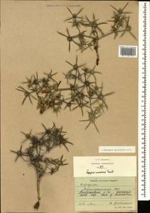 Eryngium caucasicum Trautv., Caucasus, Azerbaijan (K6) (Azerbaijan)