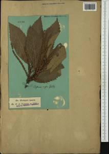 Castanea sativa Mill., Western Europe (EUR) (Switzerland)