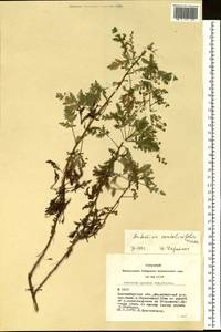 Artemisia stechmanniana Besser, Siberia, Western Siberia (S1) (Russia)