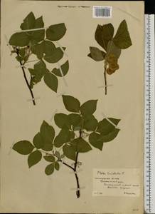Ptelea trifoliata L., Eastern Europe, Lower Volga region (E9) (Russia)
