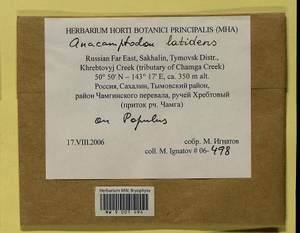 Anacamptodon latidens (Besch.) Broth., Bryophytes, Bryophytes - Russian Far East (excl. Chukotka & Kamchatka) (B20) (Russia)