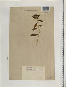 Phedimus aizoon (L.) 't Hart, Siberia, Western Siberia (S1) (Russia)