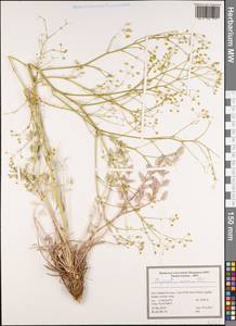Pimpinella aurea DC., South Asia, South Asia (Asia outside ex-Soviet states and Mongolia) (ASIA) (Iran)