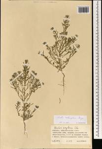 Grubovia melanoptera (Bunge) Freitag & G. Kadereit, Mongolia (MONG) (Mongolia)