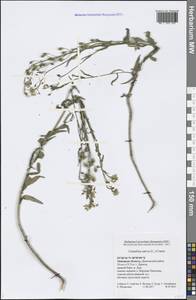 Camelina sativa (L.) Crantz, Eastern Europe, Central forest-and-steppe region (E6) (Russia)