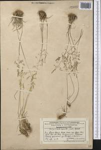 Catabrosella humilis (M.Bieb.) Tzvelev, Middle Asia, Western Tian Shan & Karatau (M3) (Kazakhstan)