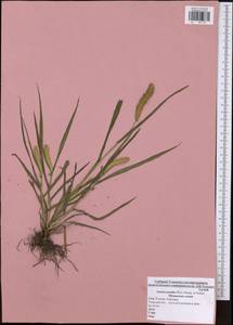 Setaria pumila (Poir.) Roem. & Schult., Eastern Europe, Central region (E4) (Russia)