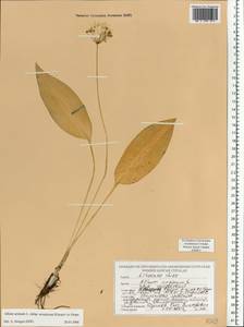 Allium ursinum L., Eastern Europe, Belarus (E3a) (Belarus)
