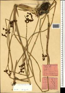 Schoenoplectus tabernaemontani (C.C.Gmel.) Palla, Caucasus, Stavropol Krai, Karachay-Cherkessia & Kabardino-Balkaria (K1b) (Russia)