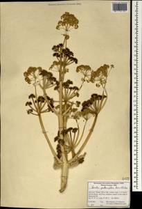 Ferula gummosa Boiss., South Asia, South Asia (Asia outside ex-Soviet states and Mongolia) (ASIA) (Iran)