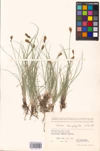 Carex stenophylla Wahlenb., Eastern Europe, Lower Volga region (E9) (Russia)