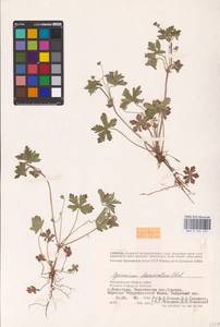 Geranium divaricatum Ehrh., Eastern Europe, Lower Volga region (E9) (Russia)