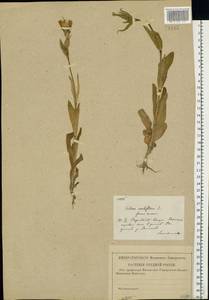 Silene noctiflora L., Eastern Europe, Central region (E4) (Russia)