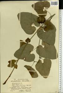 Aristolochia clematitis L., Eastern Europe, Lower Volga region (E9) (Russia)