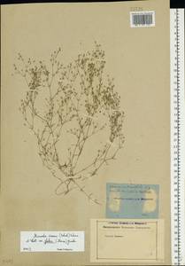 Sabulina viscosa (Schreber) Rchb., Eastern Europe, Rostov Oblast (E12a) (Russia)