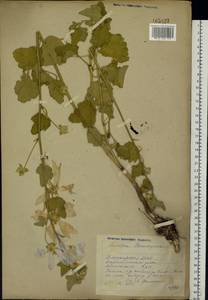 Malva thuringiaca subsp. thuringiaca, Eastern Europe, Eastern region (E10) (Russia)