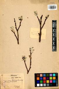 Salix krylovii E. Wolf, Siberia, Baikal & Transbaikal region (S4) (Russia)