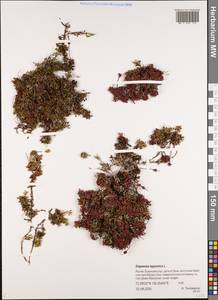 Diapensia lapponica L., Siberia, Yakutia (S5) (Russia)