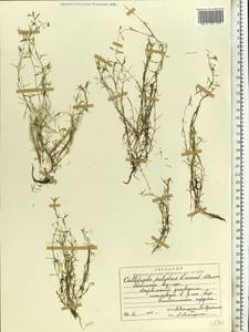 Callitriche palustris L., Eastern Europe, Central forest region (E5) (Russia)