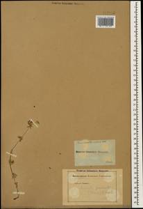 Asperula prostrata (Adams) K.Koch, Caucasus (no precise locality) (K0)