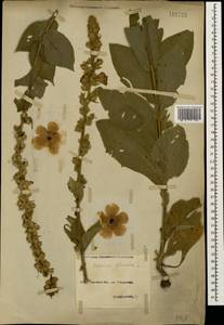 Verbascum phlomoides L., Caucasus, North Ossetia, Ingushetia & Chechnya (K1c) (Russia)