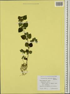 Clinopodium umbrosum (M.Bieb.) K.Koch, Caucasus, Black Sea Shore (from Novorossiysk to Adler) (K3) (Russia)