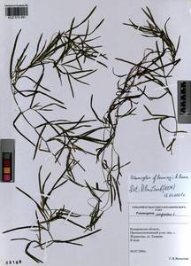 Potamogeton acutifolius Link ex Roem. & Schult., Siberia, Altai & Sayany Mountains (S2) (Russia)